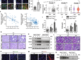 NINJ1 ubiquitination by TRIM72 protects against plasma membrane rupture and AKI-CKD progression