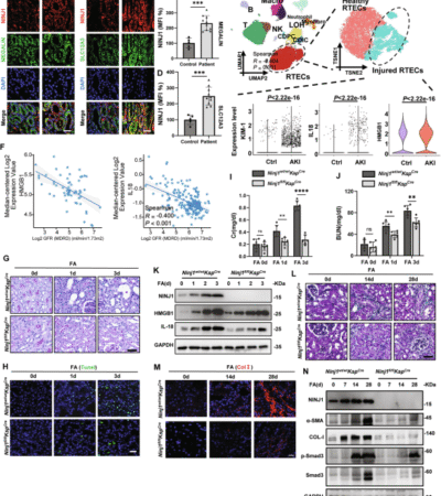 NINJ1 ubiquitination by TRIM72 protects against plasma membrane rupture and AKI-CKD progression