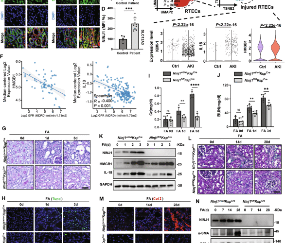 NINJ1 ubiquitination by TRIM72 protects against plasma membrane rupture and AKI-CKD progression