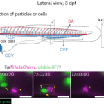 Newly found macrophages stand guard inside blood vessels
