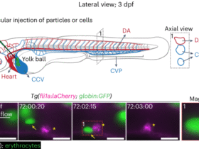 Newly found macrophages stand guard inside blood vessels