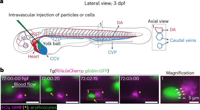 Newly found macrophages stand guard inside blood vessels