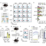 Non-necroptotic MLKL function damages mitochondria and promotes hematopoietic stem cell aging