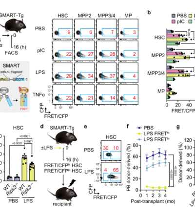 Non-necroptotic MLKL function damages mitochondria and promotes hematopoietic stem cell aging