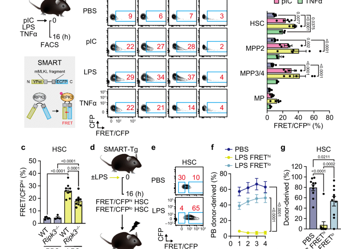 Non-necroptotic MLKL function damages mitochondria and promotes hematopoietic stem cell aging