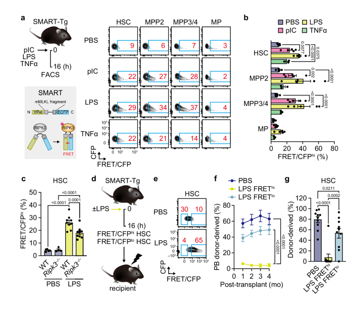 Non-necroptotic MLKL function damages mitochondria and promotes hematopoietic stem cell aging