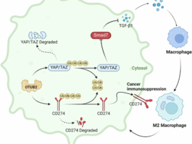 OTUB2 induces M2 tumor-associated macrophage polarization and increases CD274 expression in gastric cancer cells to aggravate the progression of gastric cancer