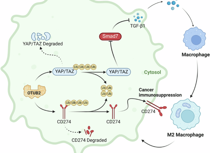 OTUB2 induces M2 tumor-associated macrophage polarization and increases CD274 expression in gastric cancer cells to aggravate the progression of gastric cancer