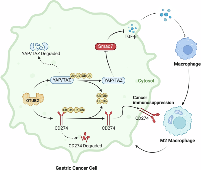 OTUB2 induces M2 tumor-associated macrophage polarization and increases CD274 expression in gastric cancer cells to aggravate the progression of gastric cancer