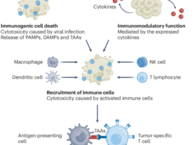 Oncolytic viruses and cytokine-based gene therapies reprogram the tumor microenvironment