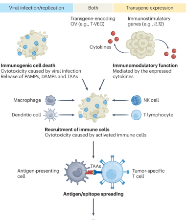 Oncolytic viruses and cytokine-based gene therapies reprogram the tumor microenvironment