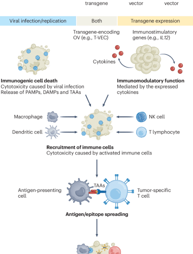 Oncolytic viruses and cytokine-based gene therapies reprogram the tumor microenvironment