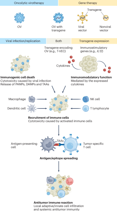 Oncolytic viruses and cytokine-based gene therapies reprogram the tumor microenvironment
