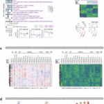 PD-1/LAG-3 signaling rewires T-cells via MYC inhibition
