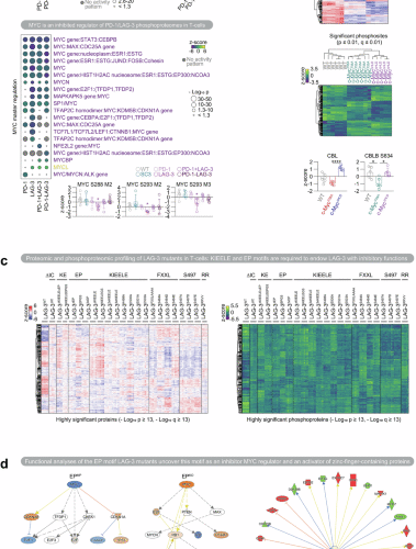 PD-1/LAG-3 signaling rewires T-cells via MYC inhibition