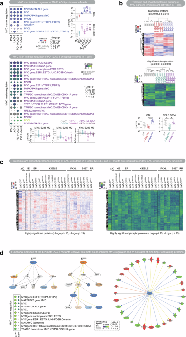 PD-1/LAG-3 signaling rewires T-cells via MYC inhibition