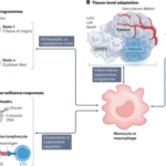 Pathophysiological roles of monocytes and macrophages in cancer
