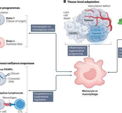 Pathophysiological roles of monocytes and macrophages in cancer