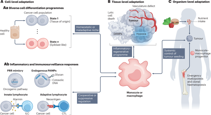 Pathophysiological roles of monocytes and macrophages in cancer