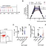 Persistent IFN-I signaling inhibits mitochondrial oxidative metabolism in CD8+ T cells during HIV-1 infection under cART