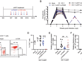 Persistent IFN-I signaling inhibits mitochondrial oxidative metabolism in CD8+ T cells during HIV-1 infection under cART