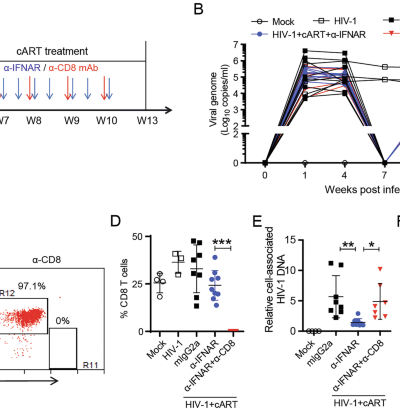 Persistent IFN-I signaling inhibits mitochondrial oxidative metabolism in CD8+ T cells during HIV-1 infection under cART