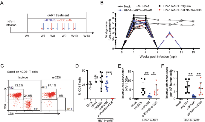 Persistent IFN-I signaling inhibits mitochondrial oxidative metabolism in CD8+ T cells during HIV-1 infection under cART