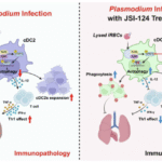Plasmodium yoelii infection induces lung injury by modulating type 2 conventional dendritic cells autophagy via the STAT3-IRF4 signaling
