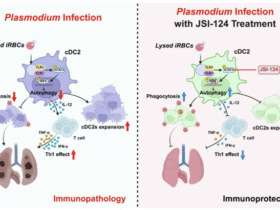 Plasmodium yoelii infection induces lung injury by modulating type 2 conventional dendritic cells autophagy via the STAT3-IRF4 signaling