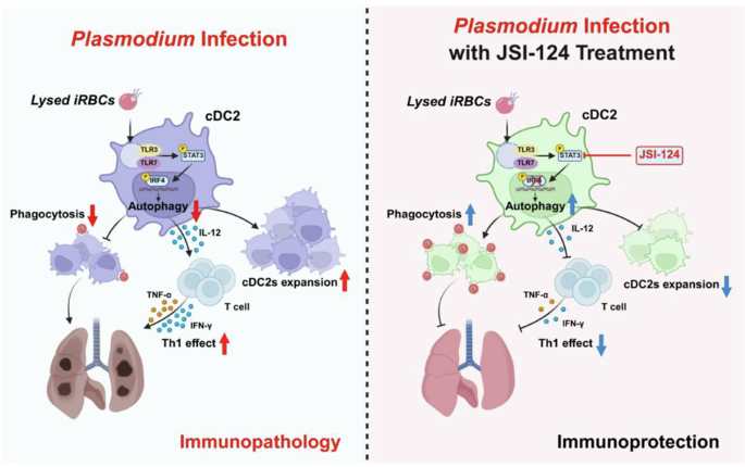 Plasmodium yoelii infection induces lung injury by modulating type 2 conventional dendritic cells autophagy via the STAT3-IRF4 signaling