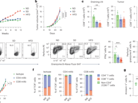 Purine salvage pathway protects CD8+ T cells from metabolic stress
