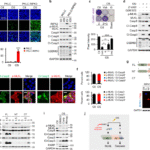 RIPK3 sequentially recruits MLKL and RIPK1 to induce PANoptosis and chemokine production