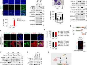 RIPK3 sequentially recruits MLKL and RIPK1 to induce PANoptosis and chemokine production