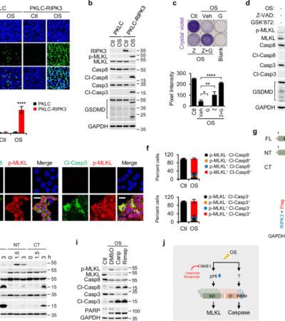 RIPK3 sequentially recruits MLKL and RIPK1 to induce PANoptosis and chemokine production