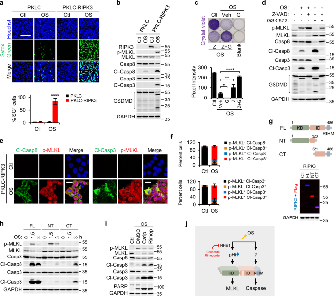 RIPK3 sequentially recruits MLKL and RIPK1 to induce PANoptosis and chemokine production