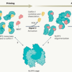 ROS breaks the cofilin lock on NLRP3