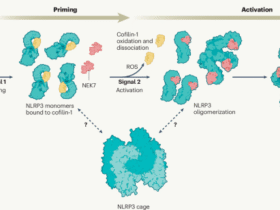 ROS breaks the cofilin lock on NLRP3