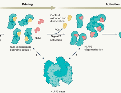 ROS breaks the cofilin lock on NLRP3