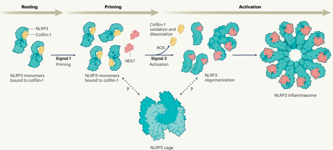 ROS breaks the cofilin lock on NLRP3
