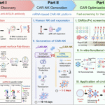 Rapid CAR screening and circRNA-driven CAR-NK cells for persistent shed-resistant immunotherapy