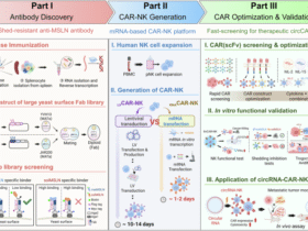 Rapid CAR screening and circRNA-driven CAR-NK cells for persistent shed-resistant immunotherapy