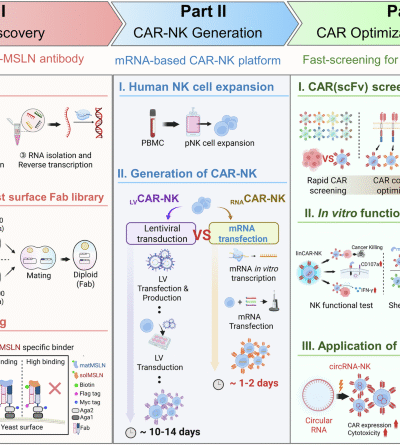 Rapid CAR screening and circRNA-driven CAR-NK cells for persistent shed-resistant immunotherapy