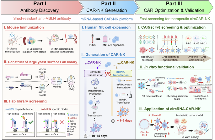 Rapid CAR screening and circRNA-driven CAR-NK cells for persistent shed-resistant immunotherapy