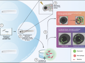 Real-time characterisation of microbe-induced inflammation using a novel zebrafish larval corneal injury and infection model