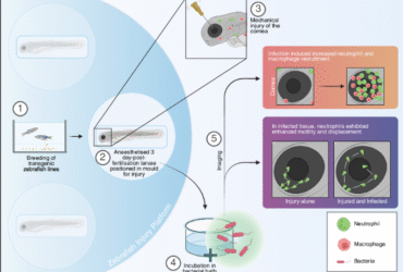 Real-time characterisation of microbe-induced inflammation using a novel zebrafish larval corneal injury and infection model