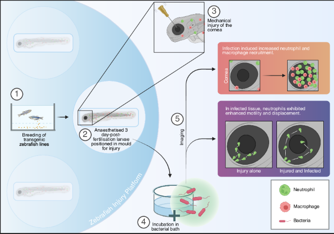 Real-time characterisation of microbe-induced inflammation using a novel zebrafish larval corneal injury and infection model