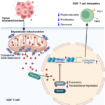 Regulatory heme: a mitochondria-to-nucleus messenger of CD8+ T-cell exhaustion
