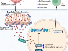 Regulatory heme: a mitochondria-to-nucleus messenger of CD8+ T-cell exhaustion