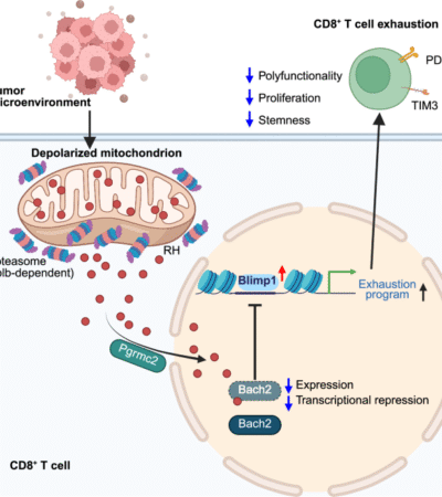 Regulatory heme: a mitochondria-to-nucleus messenger of CD8+ T-cell exhaustion