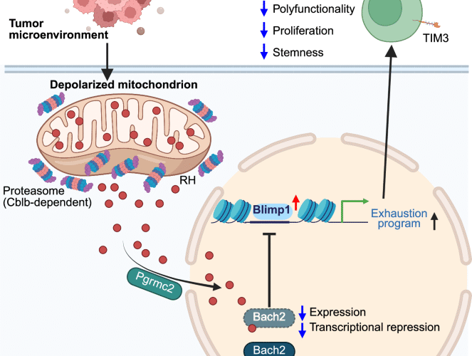 Regulatory heme: a mitochondria-to-nucleus messenger of CD8+ T-cell exhaustion